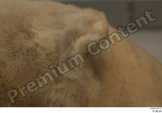 Polar bear ear 0009.jpg